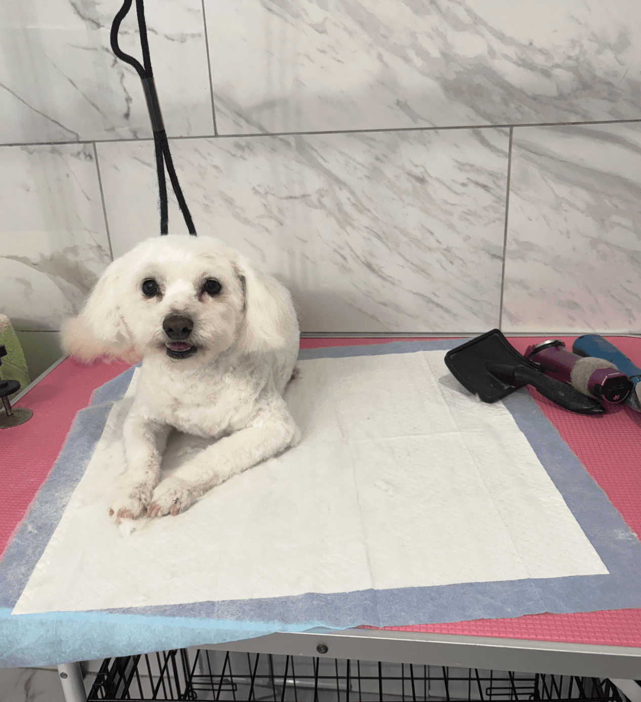 A freshly groomed dog