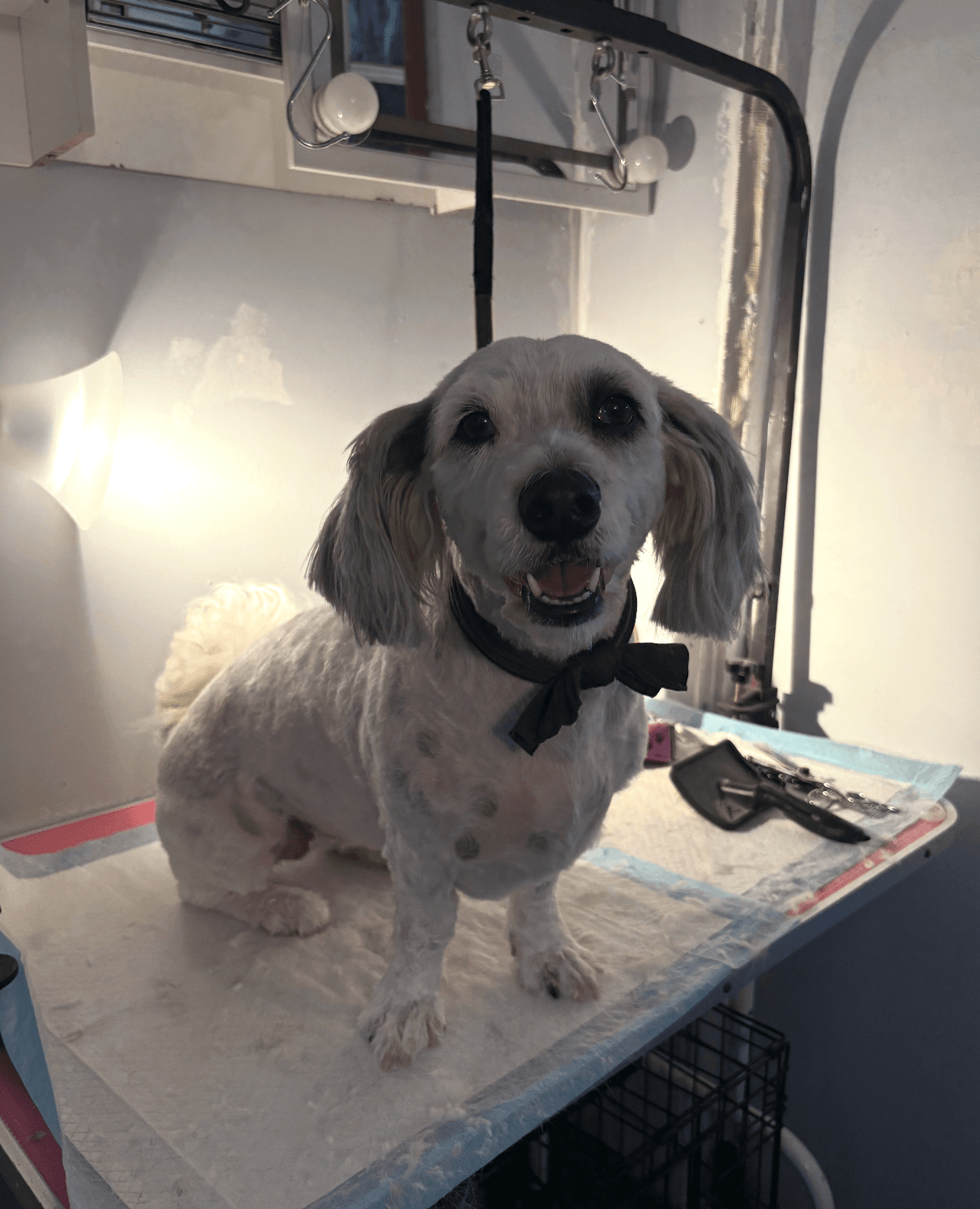 A dog ready for pickup after grooming